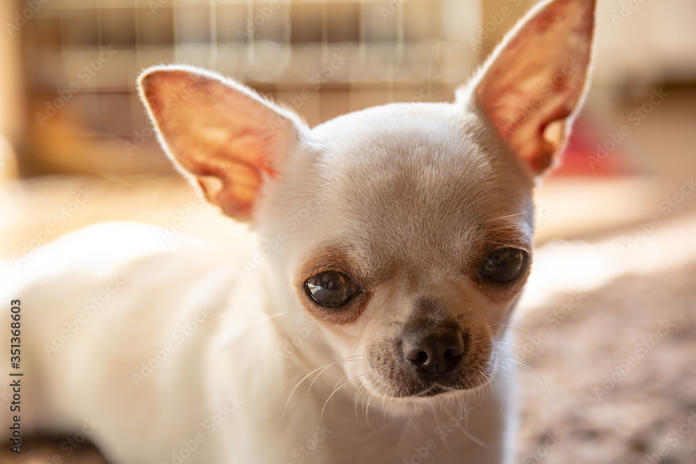 A cream chihuahua dog lies in a flat apartment on the carpet in the sun and looks at the viewer.Close-up. Horizontal orientation.