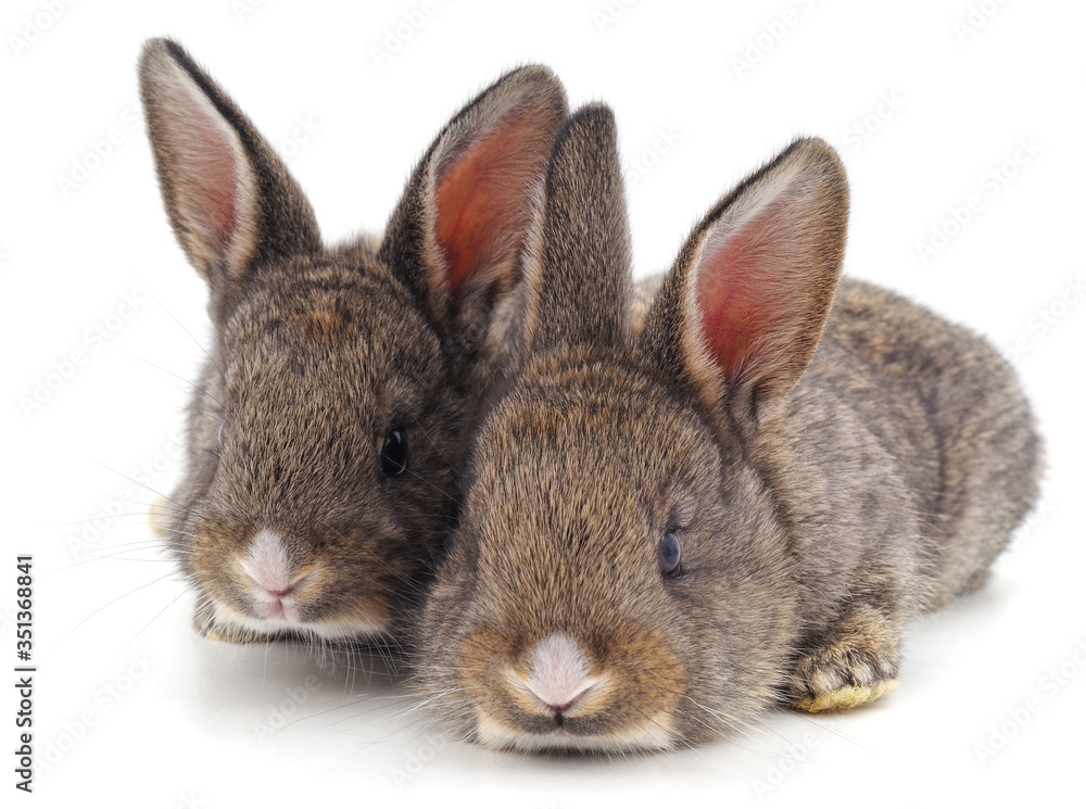 Obraz premium Two beautiful rabbits.