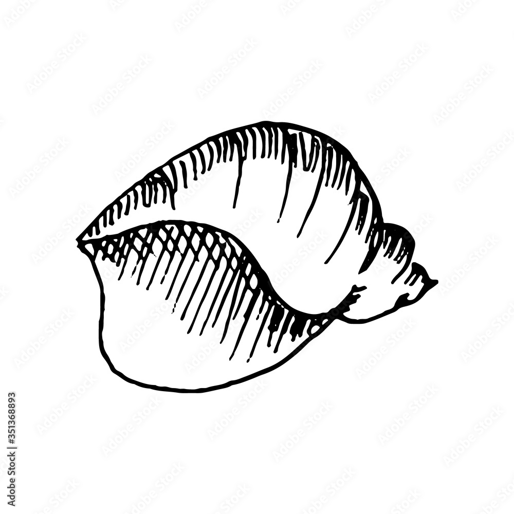 Sea ocean shell with pearl isolated on white background. Vector hand drawn illustration in reralistic sketch doodle style. Concept of beach, collection, underwater animal, diving, souvenir. Sea ocean shell with pearl isolated on white background. Vector hand drawn illustration in reralistic sketch doodle style. Concept of beach, collection, underwater animal, diving, souvenir.