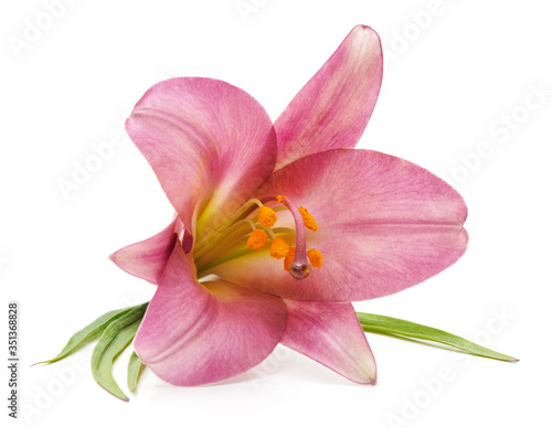 One pink lily.