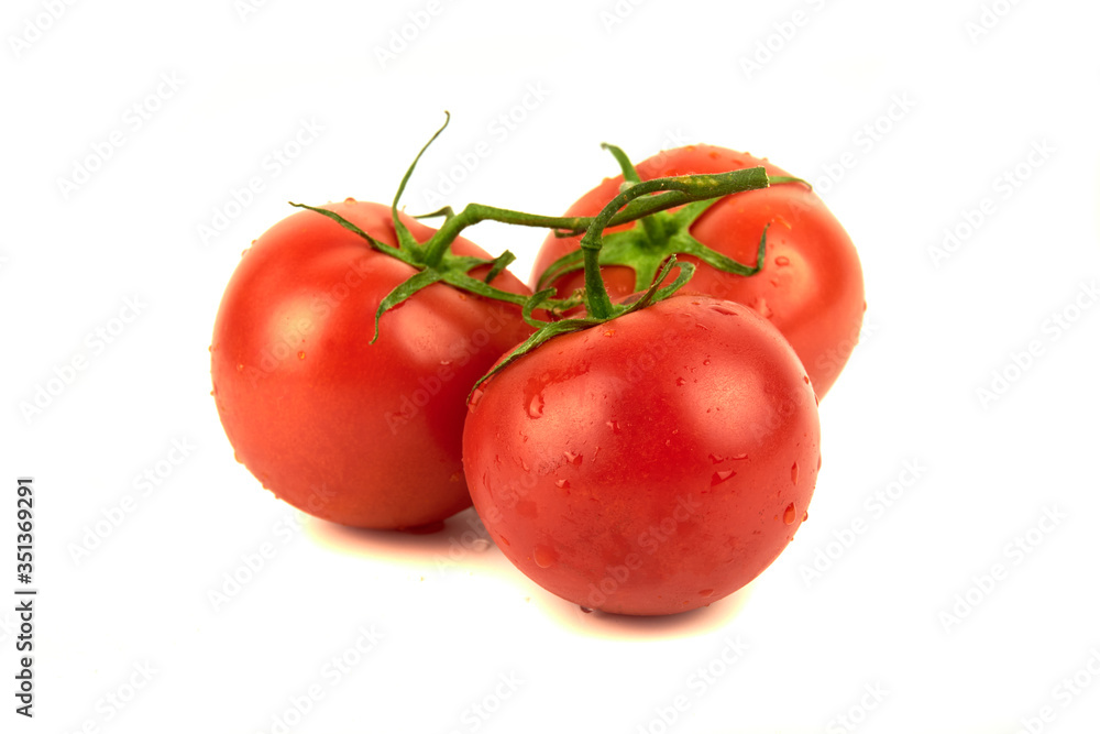 three tomatoes on a branch with water droplets isolated on white background three tomatoes on a branch with water droplets isolated on white background