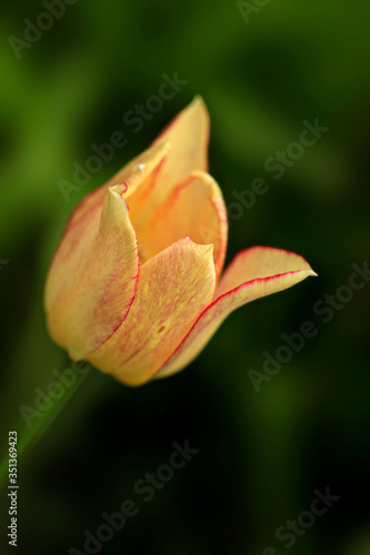 Yellow tulip in spring garden