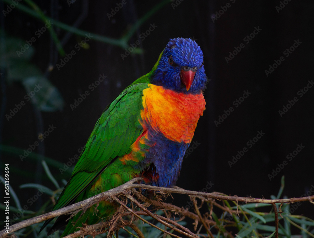 Naklejka premium multicoloured bird