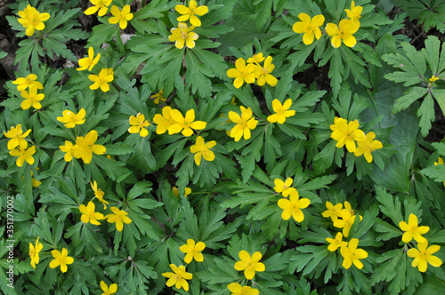 Spring in the forest blooms anemone yellow (Anemone ranunculoides).