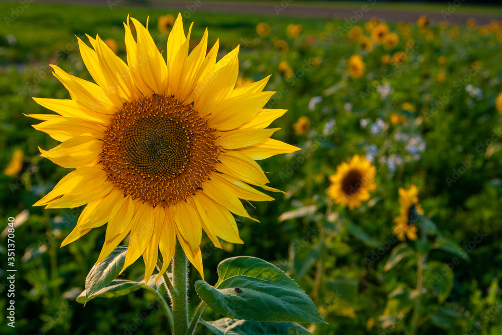 Fototapeta premium Sonnenblumenfeld