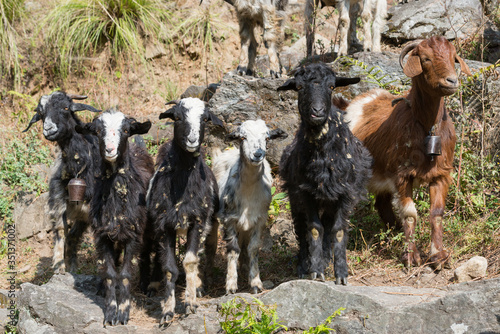 Nepal, Western Region, Jagat, Auf dem Annapurna Circuit - Tag 2 - Von Jagat nach Dharapani - Ziegen posieren für die Wanderer in Lamjung photo