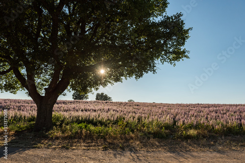 Frankreich, Provence-Alpes-Côte d'Azur, Baudinard-sur-Verdon, Eichenbaum im Gegenlicht photo