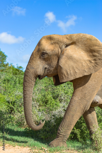 Südafrika, Ostkap, Western District, Addo Elephant Nationalpark, Profil eines Elefanten photo