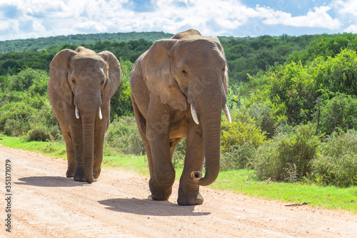Südafrika, Ostkap, Western District, Addo Elephant Nationalpark, Zwei Elefanten auf Wanderschaft photo