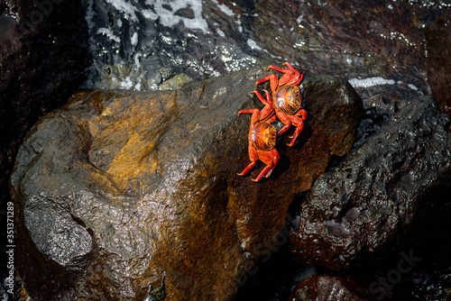 Ecuador, Provinz Galápagos, Isla San Cristobal, Küstenwanderung auf San Cristobal (Galapagos). Die roten Klippenkrabben trotzen der starken Brandung photo