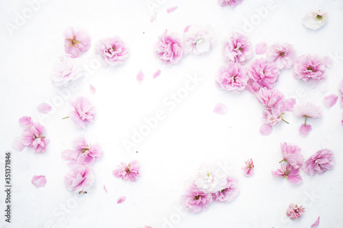 Beautiful sakura petals cherry blossom on the white background outer space for test place