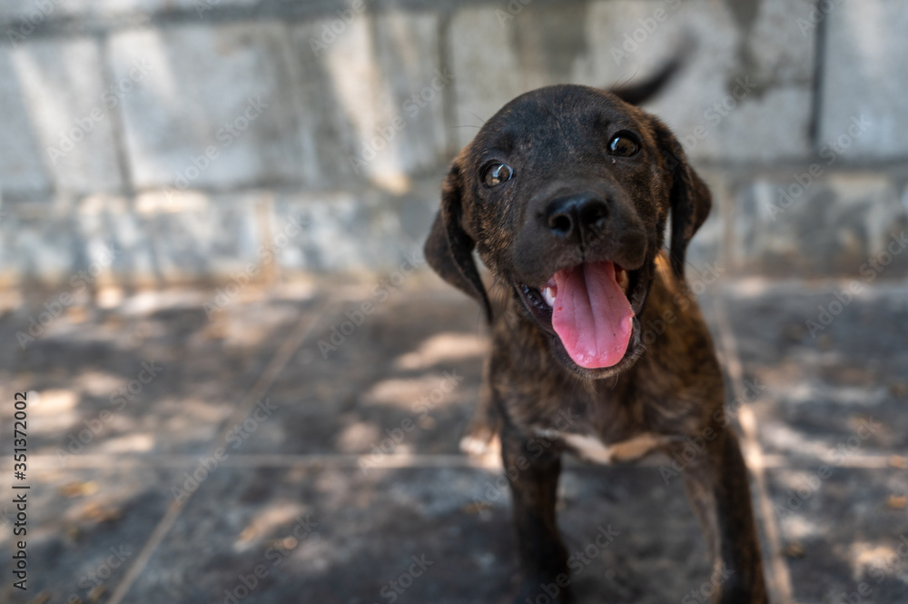 a female mastiff pit bull mix puppy wags her tell and looks into the camera with her tongue out