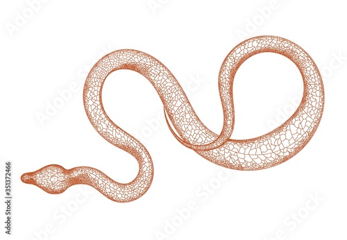 Hand drawn vintage snake illustration. Graphic sketch for posters, tattoos, clothes, design t-shirts, pins, stripes, badges, stickers. Poisonous snakes. Isolated on a white background