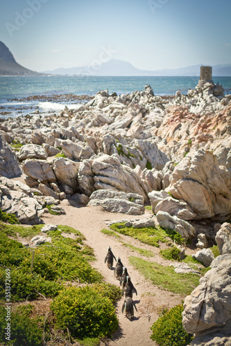 Südafrika, Westkap, Cape, Garden Route, rund um Cape Town., Pinguine watscheln umher
