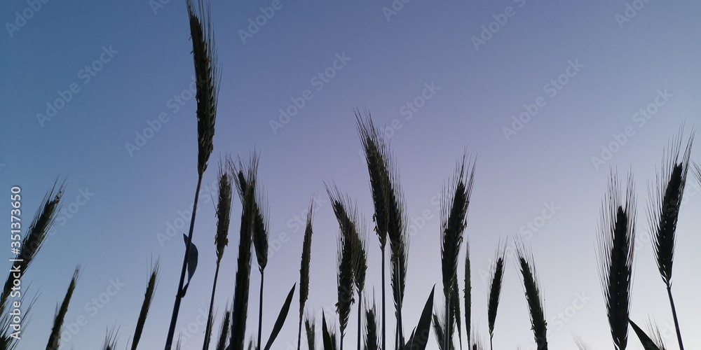 Obraz premium grass and sky