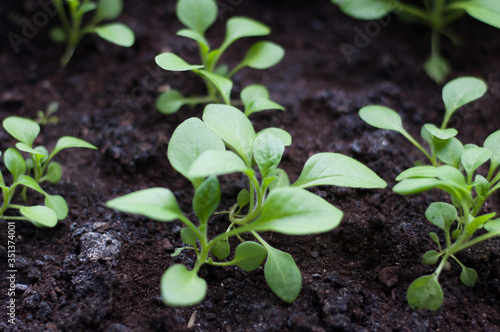 petunia seedling in open soil close up