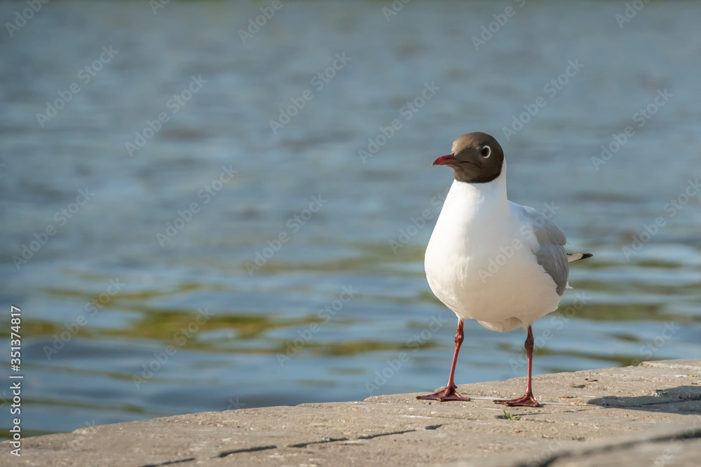 Obraz premium Black-headed gull on a landscaped Bank of the river looking straight at the camera close-up, copy space