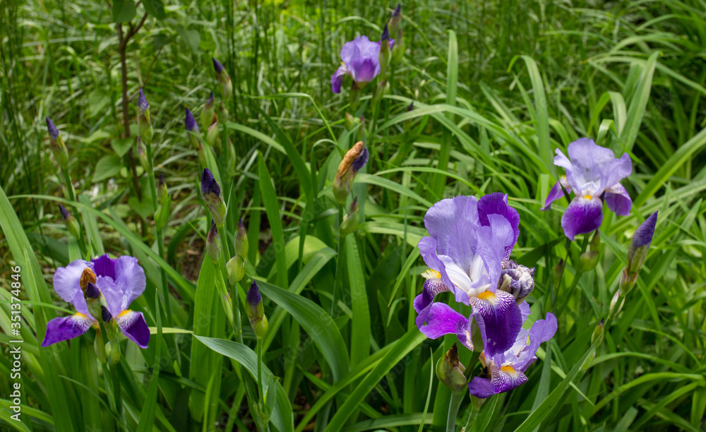 Violet irises in a garden in spring Violet irises in a garden in spring