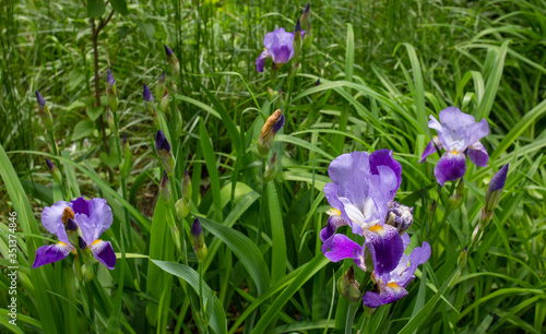 Violet irises in a garden in spring