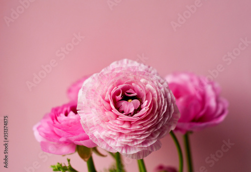 Obraz na płótnie Beautiful bouquet of ranunculus flowers of pink color on a pink background