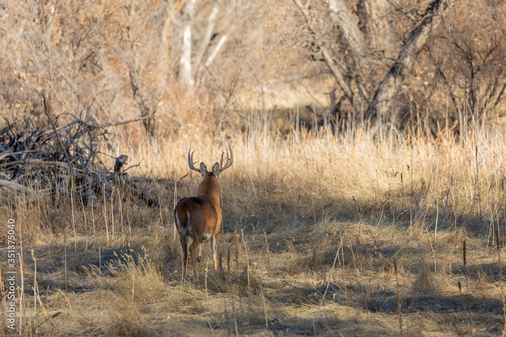 Fototapeta premium Whitetail Deer Buck in Colorado in the Rut in Autumn