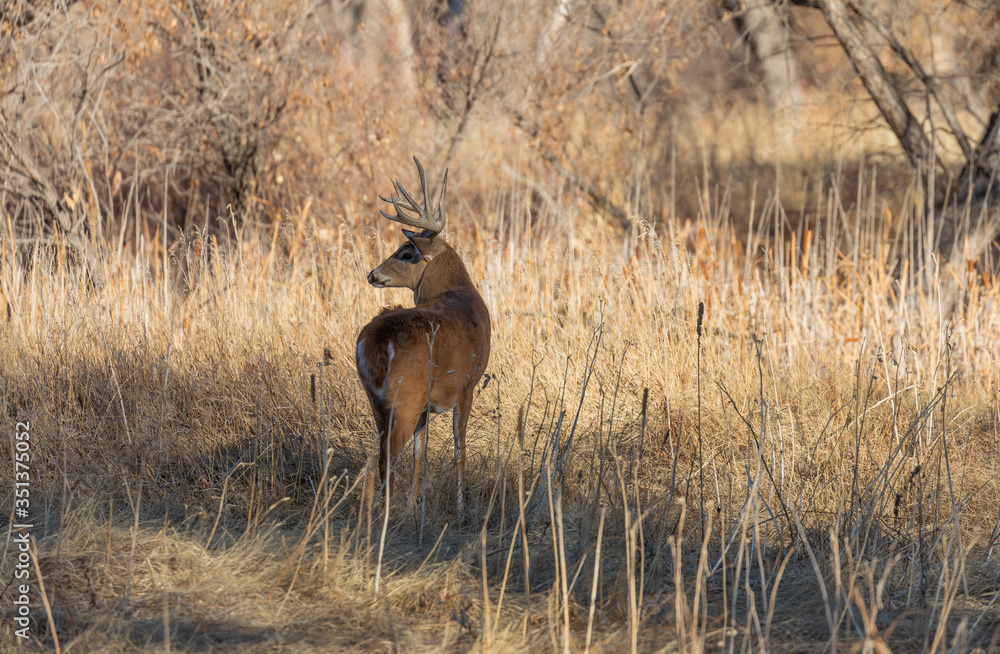 Whitetail Deer Buck in Colorado in the Rut in Autumn Whitetail Deer Buck in Colorado in the Rut in Autumn