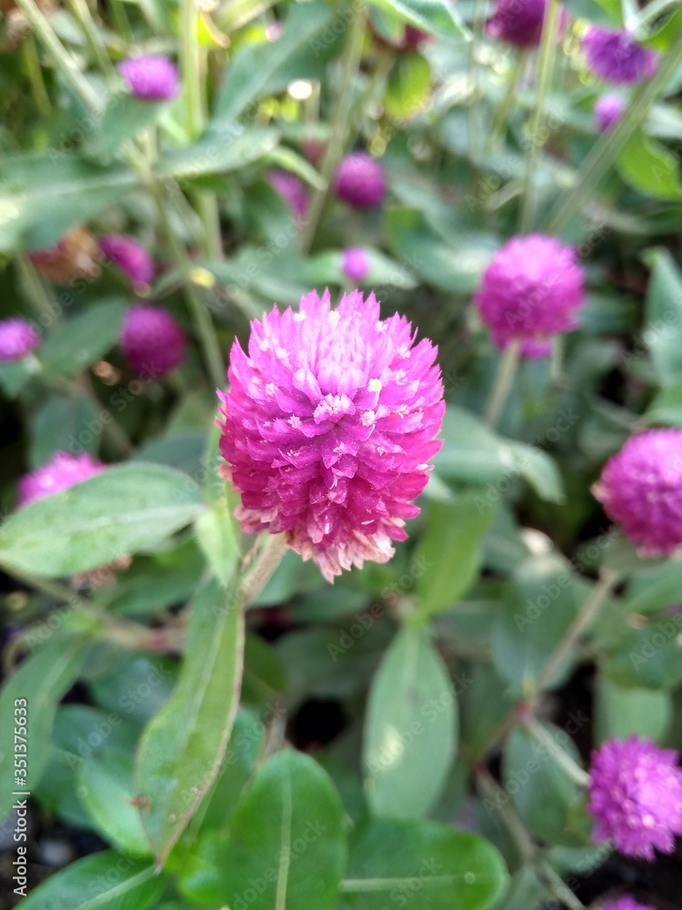 The purple navel flower in the morning. Bunga wiladatika The purple navel flower in the morning. Bunga wiladatika