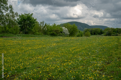 Spring meadow with dandelion flowers and green grass on a mountain background.