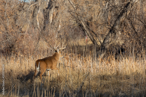 Fototapeta Naklejka Na Ścianę i Meble -  Whitetail Deer Buck in Colorado in the Rut in Autumn