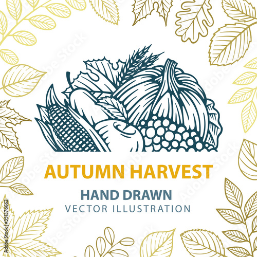 Autumn. Fall harvest. Hand drawn autumn fruits and different leafs. Pumpkin, corn, apple, pear, grape and wheat. Part of set.
