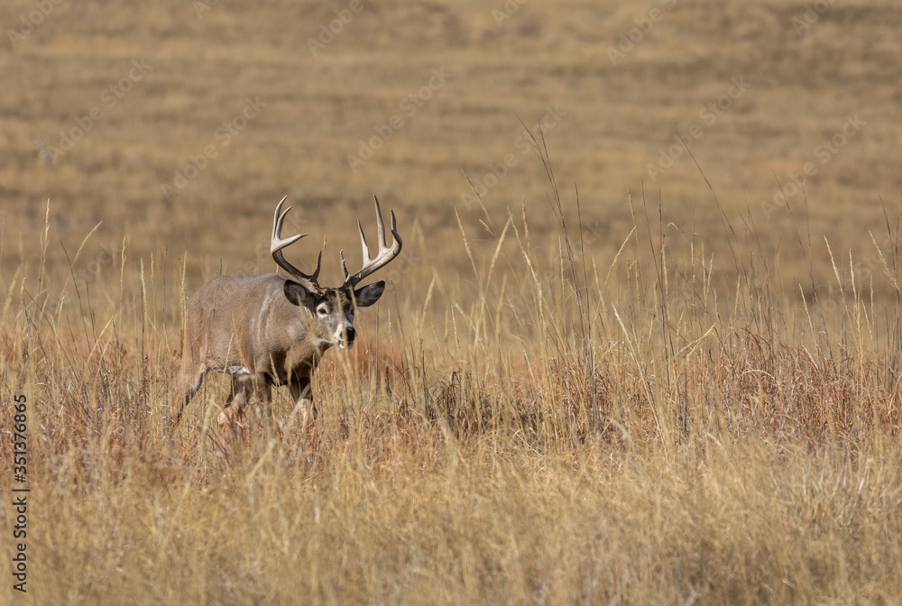 Whitetail Deer Buck in Colorado in the Rut in Autumn Whitetail Deer Buck in Colorado in the Rut in Autumn