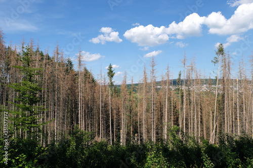 Abgestorbene Bäume bei Hillscheid im Westerwald in Rheinland-Pfalz im Mai 2020 - Stockfoto