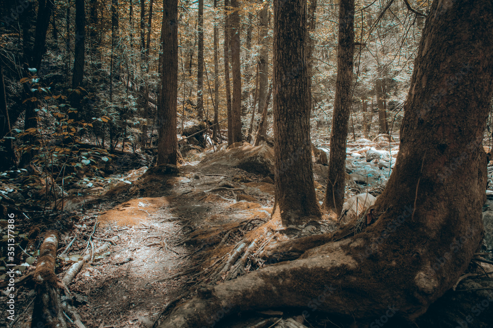 Obraz premium trees in the forest