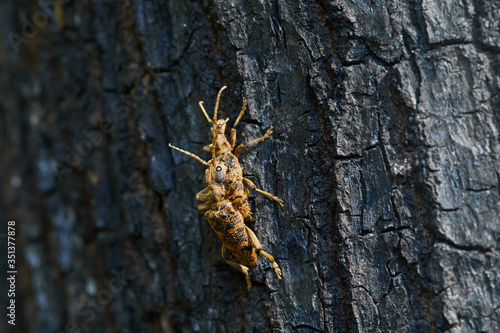 A pair of Rhagium inquisitor (Ribbed pine borer) beatles is sitting on a tree bark
