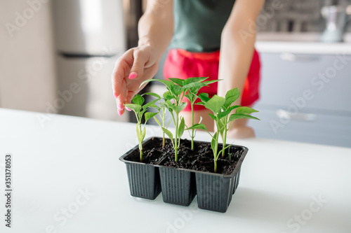Young beautiful woman cares for seedlings of bell pepper