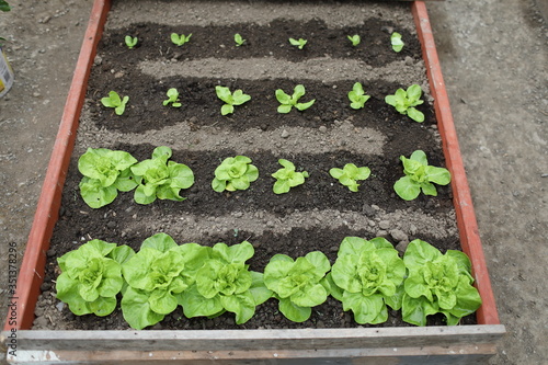 Lettuce Plants Growing in Raised Bed