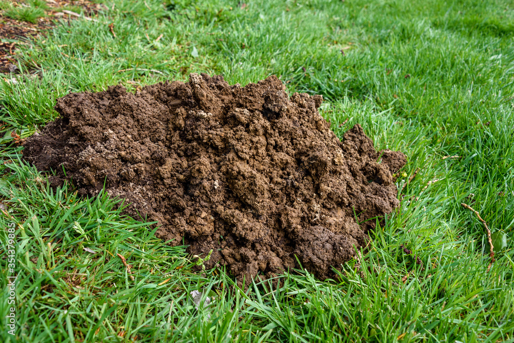 Fresh mole hill in grass, as a nature background
Fresh mole hill in grass, as a nature background
