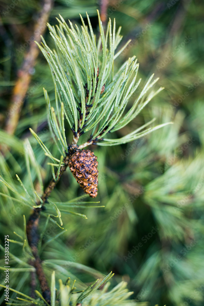 Coniferous branch with a cone after the rain. On green needles droplets. Coniferous branch with a cone after the rain. On green needles droplets.