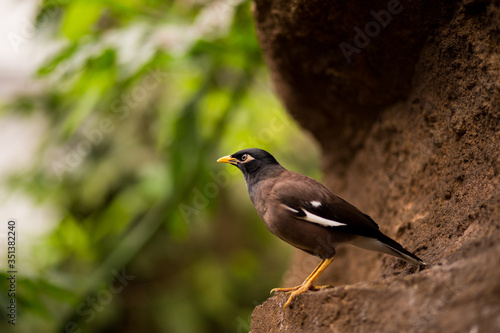 Common myna bird sits on the hollow of a rock in the green forest