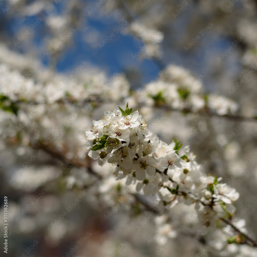 Spring blossoming cherry tree in the garden Spring blossoming cherry tree in the garden