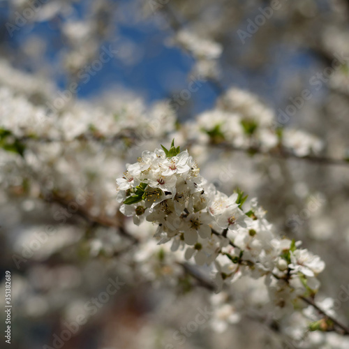 Spring blossoming cherry tree in the garden