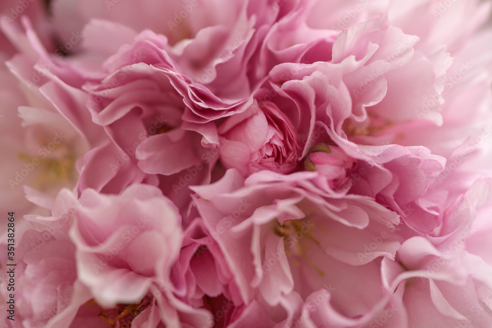 Beautiful blossoming pink sakura flower. Close-up macro shot. Floral background. Beautiful blossoming pink sakura flower. Close-up macro shot. Floral background.