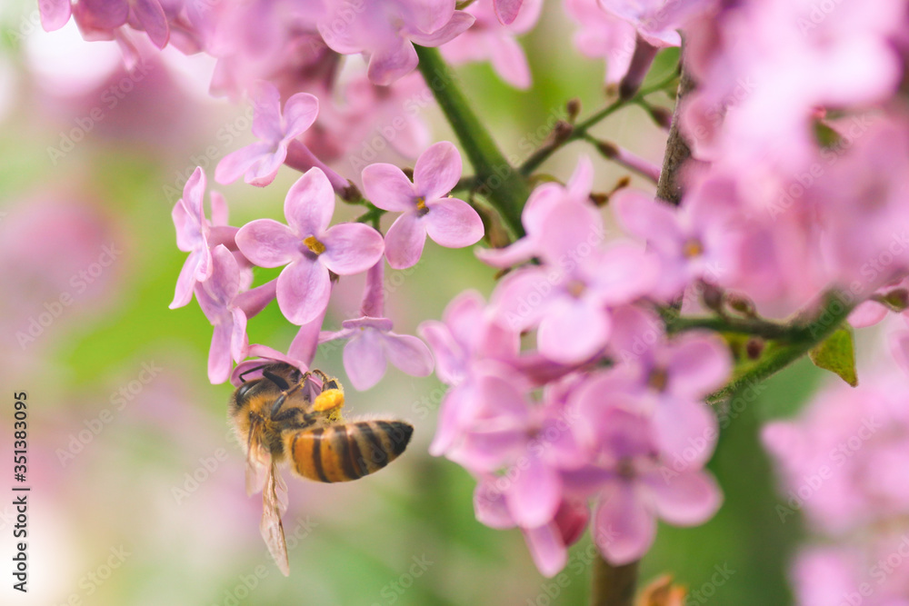 Flying bee collecting pollen at the lilac flower in summer or spring day. Bee flying over the purple flower in blur background. Macro. Selective focus Flying bee collecting pollen at the lilac flower in summer or spring day. Bee flying over the purple flower in blur background. Macro. Selective focus