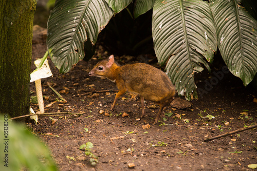 The little mouse-deer walks through the vegetation in the forest. Scared, he listens and stops at every sound.