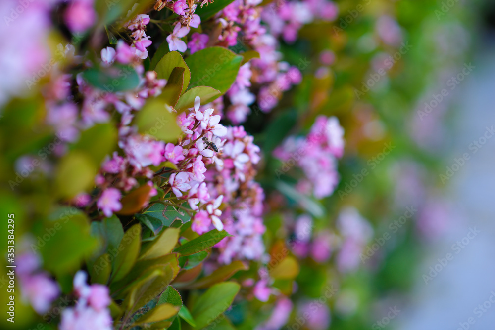 bee in flower bee in flower