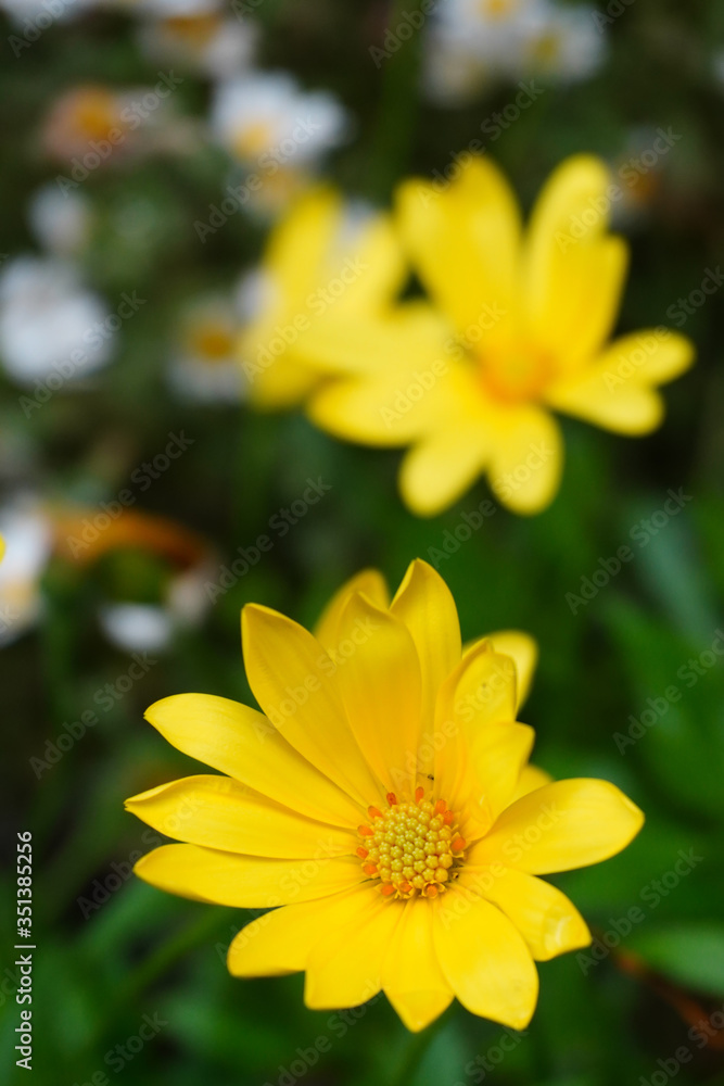 yellow flower in the garden yellow flower in the garden