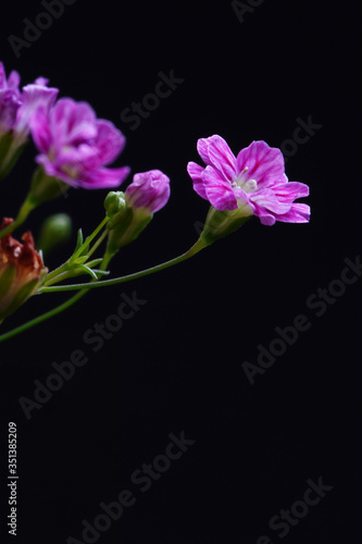 Fototapeta Naklejka Na Ścianę i Meble -  pink flower on black background
