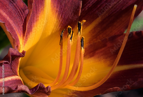 close up of a lilly