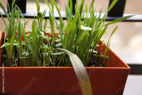 Grass in a pot