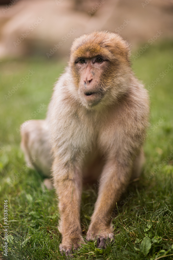 A young adult macaque barbary sits in the grass and eats leaves at lunch, and during this, he pays close attention to the tourists A young adult macaque barbary sits in the grass and eats leaves at lunch, and during this, he pays close attention to the tourists